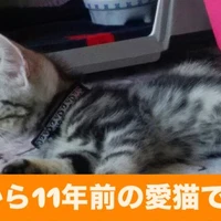 画像238