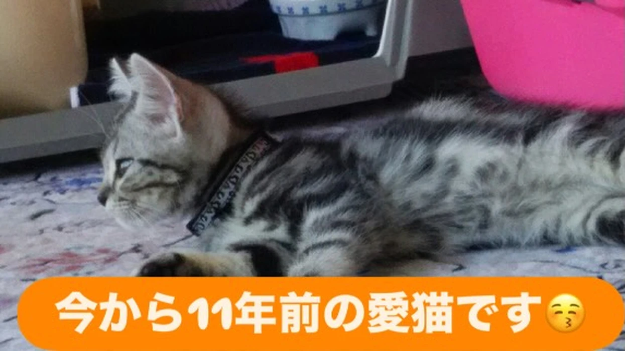 画像238