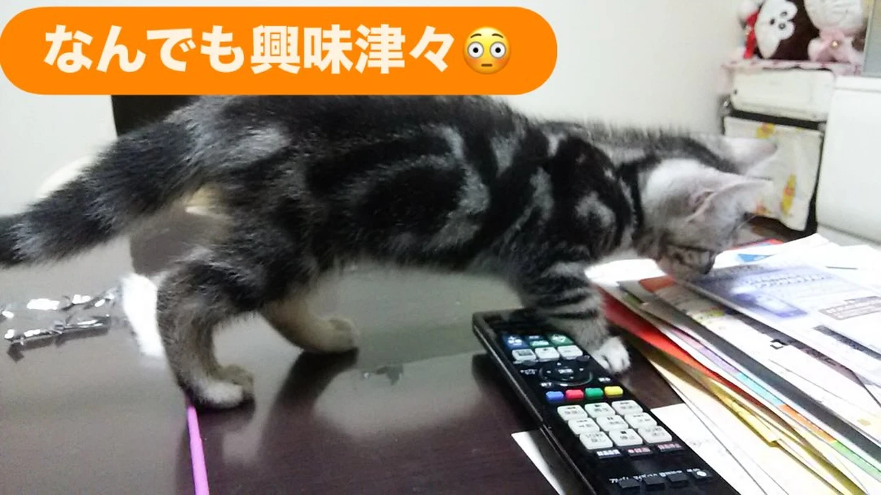 画像240