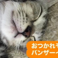 画像241