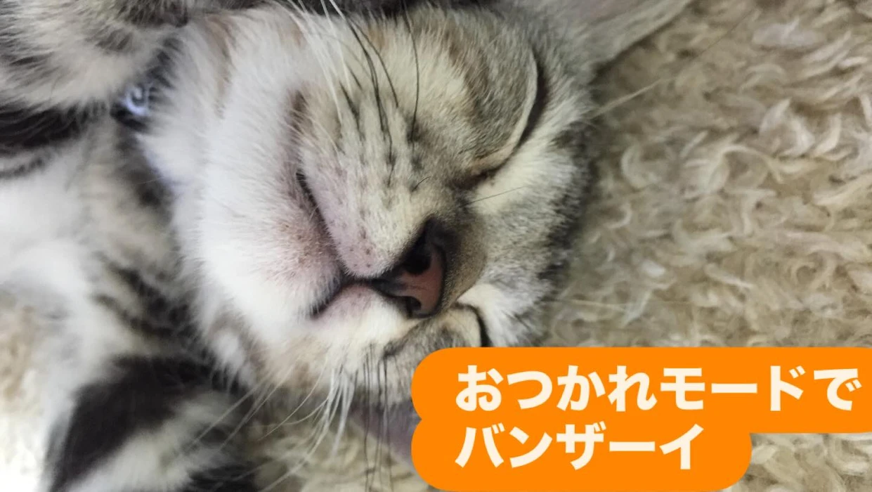 画像241