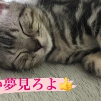 画像242