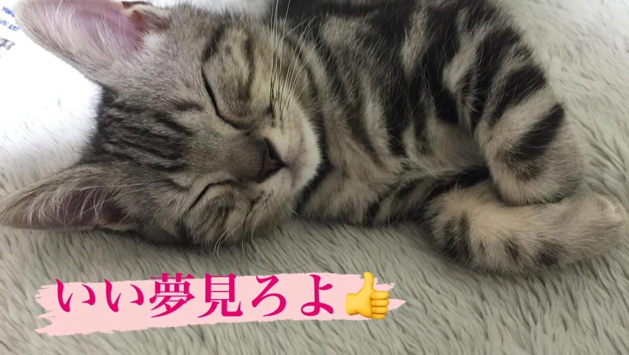 画像242