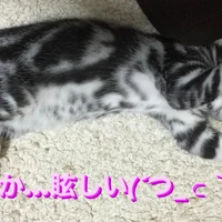 画像243