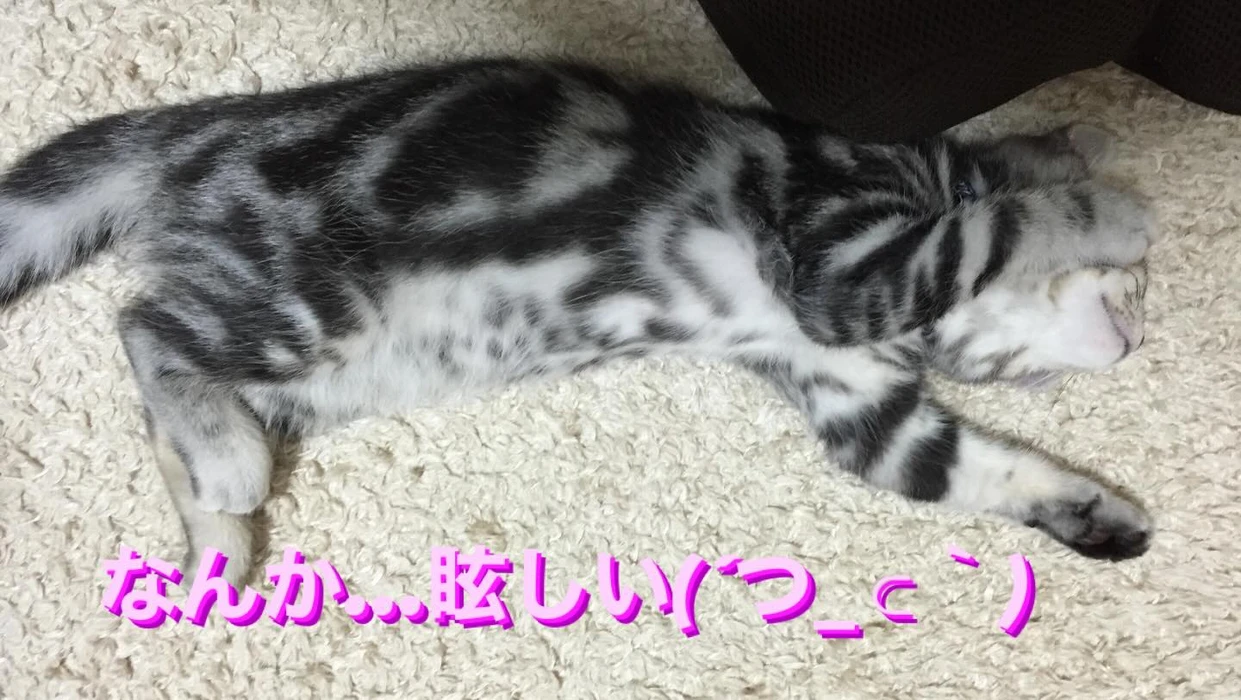 画像243