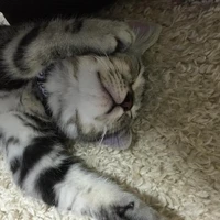 画像244