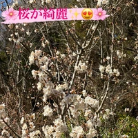 画像293