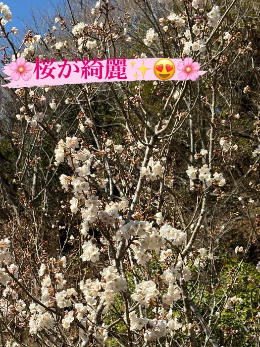 画像293